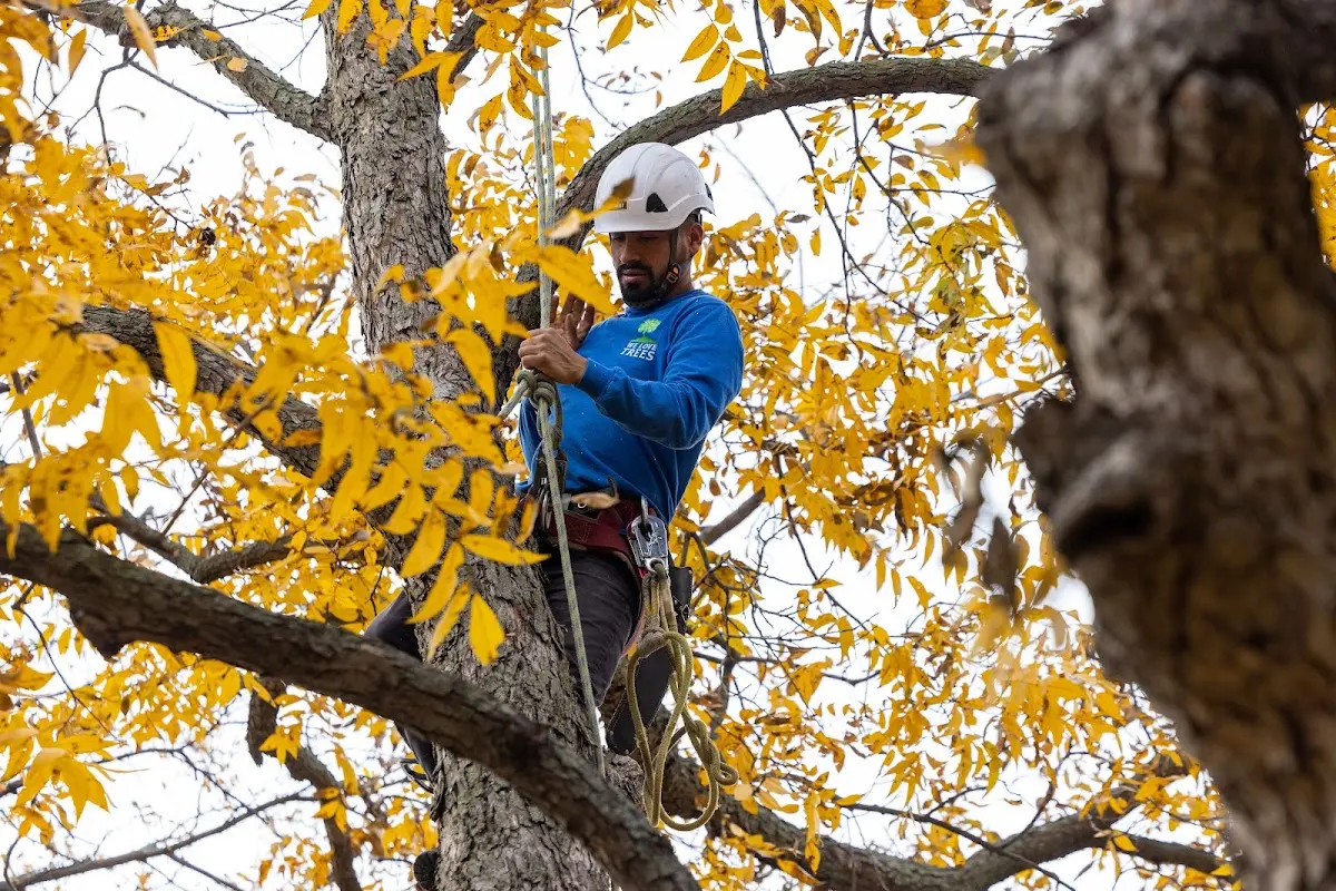 Skilled Tree Planing crew working in Lewistown